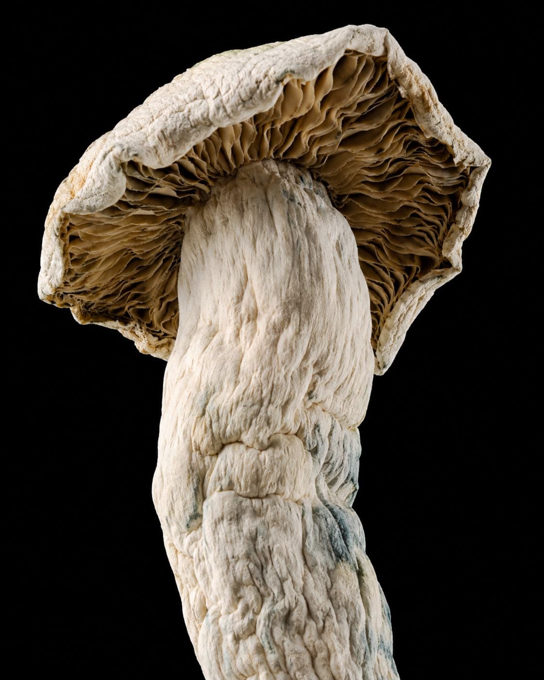 APE