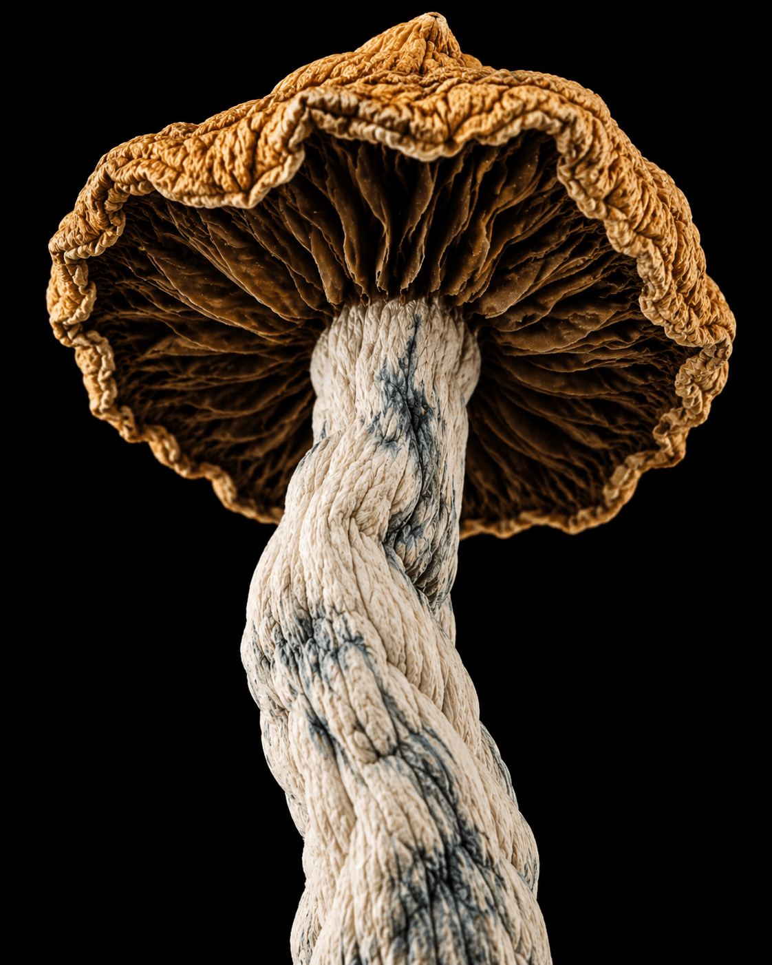 Dried Mushroom Macro on Black