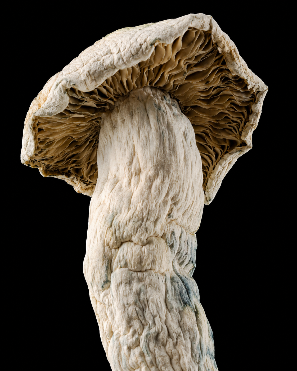 APE